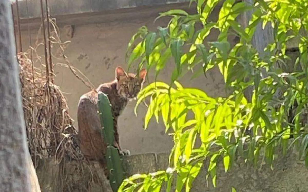 Familia de Reynosa, Tamaulipas encuentra un lince en su casa Gobierno Municipal de Reynosa (1)